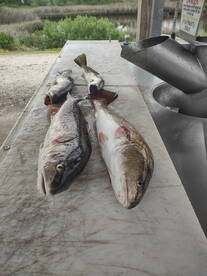 Port St. Joe Report Photo 1