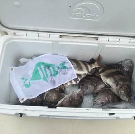 Hot spring time action in galveston bay!