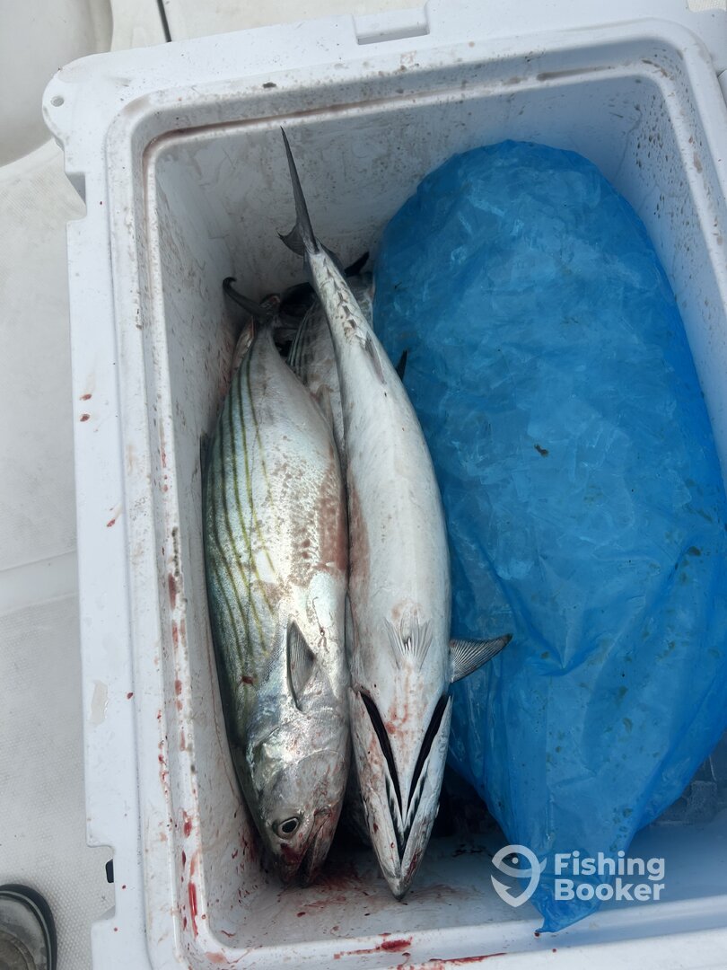 Carolina Beach Report Photo 0