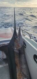 Black marlin