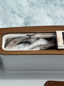 Nags Head Report Photo 1