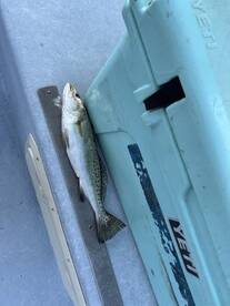 Fort Morgan Report Photo 1