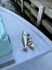 Fort Morgan Report Photo 2