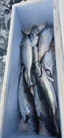 Little Tunny Madness!