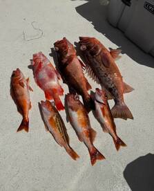 Dana Point Report Photo 1