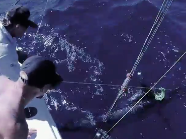 Sydney Report Photo 2