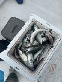 Carolina Beach Report Photo 2