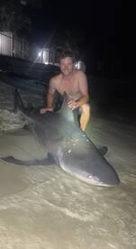 Bull sharks are thick