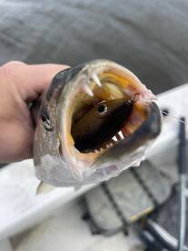 Pamlico is heating up!!