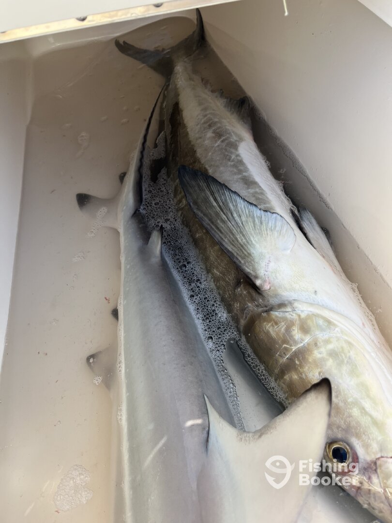 Marco Island Report Photo 0