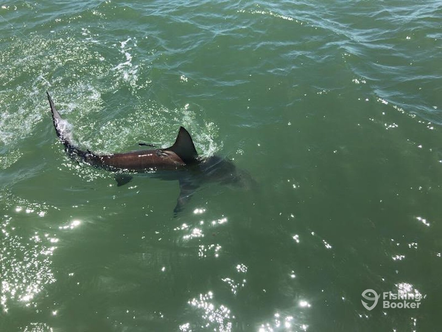 Boca Grande Report Photo 0