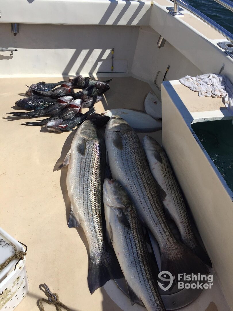 Montauk Report Photo 0