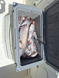 Catfishing Has Been Consistent Lately