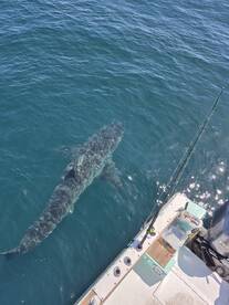 Destin Report Photo 1