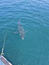 Destin Report Photo 2