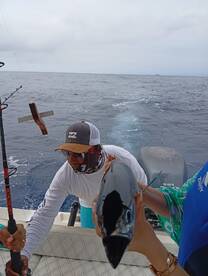 Big tuna bite Blackfins 