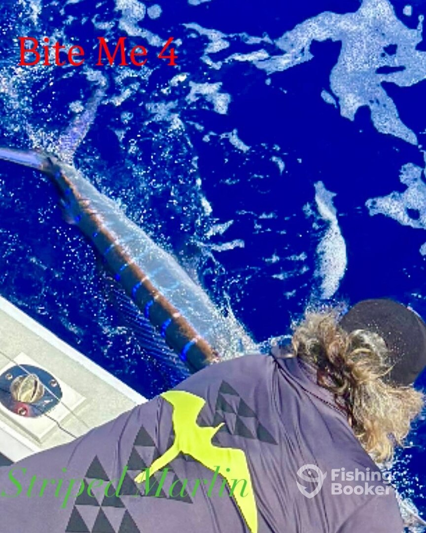 Striped Marlin 50#