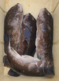 Lots of tog and bass