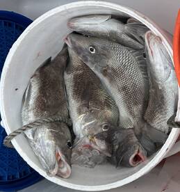 Grey Snapper: Catch of the Day