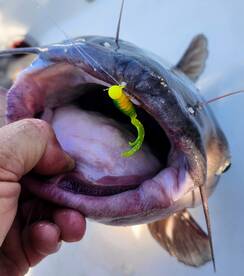 25 Lb Blue Cat ate a 1/16 oz crappie jig