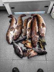 Awesome day limits in bottom fish for al