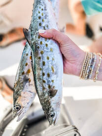 Spring has Sprung in PCB