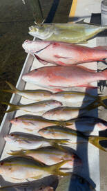 Good bite on the wrecks