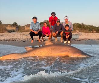 Monster sharks are here