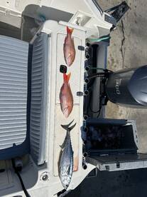 Mutton spawn is almost here and the bite