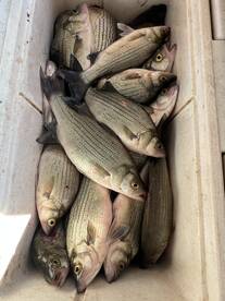 Chouteau Report Photo 1