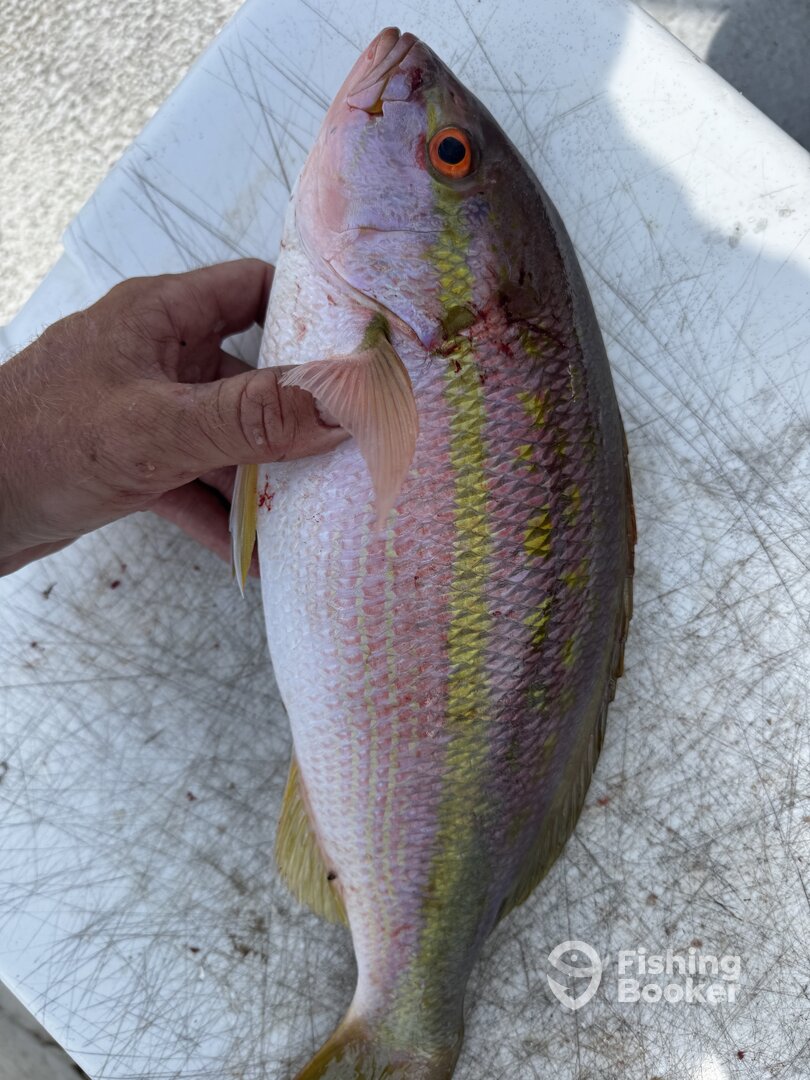 Dania Beach Report Photo 0