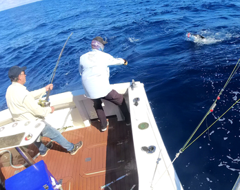 Sydney Report Photo 1