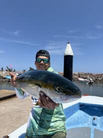 Yellowtails at Loreto