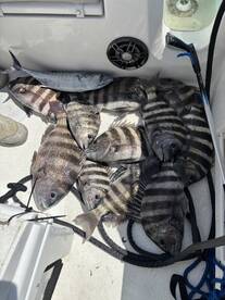 Morehead City Report Photo 2