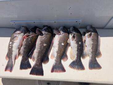 Tog fishing is on fire