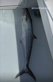 The Bite is On – Your Ultimate Fishing A