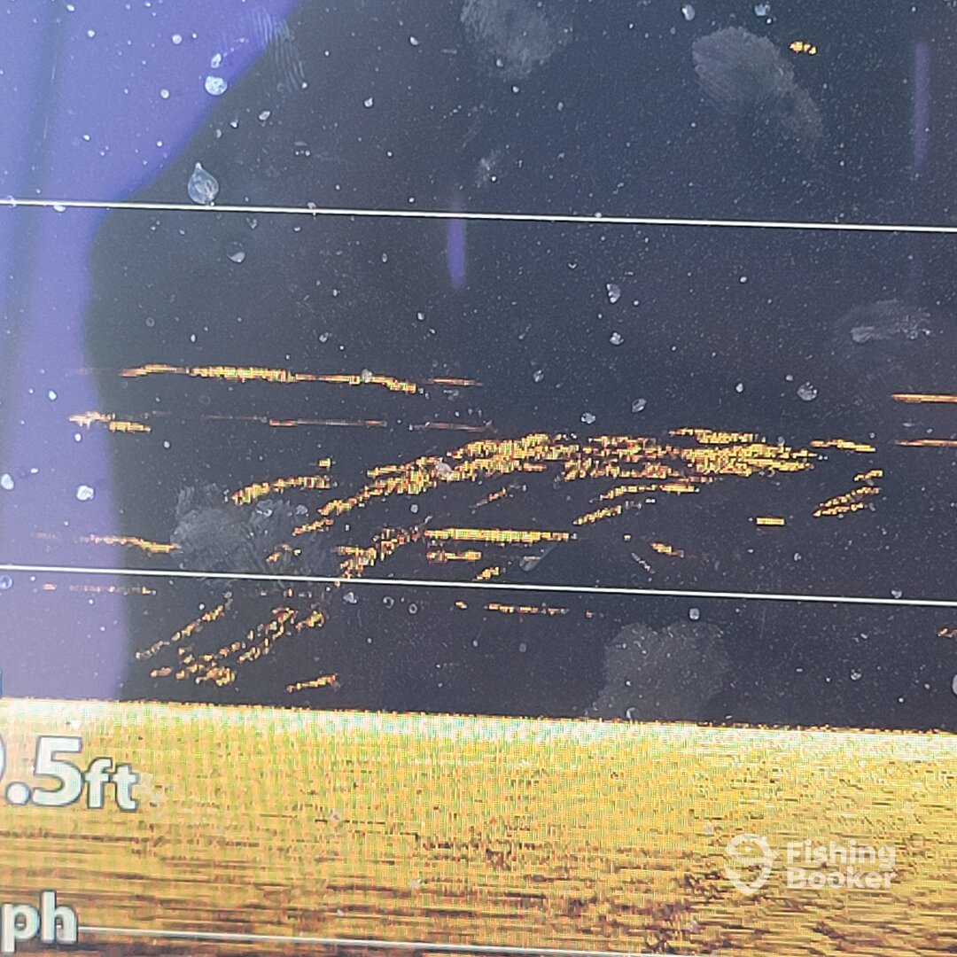 Cedar Shores Report Photo 0