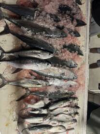 Atlantic Bonito and Spanish Mackeral on 