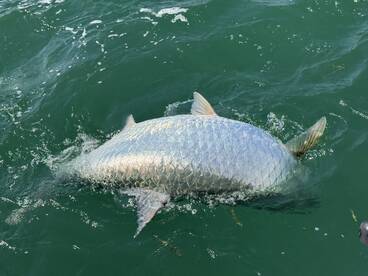 Sarasota Report Photo 2