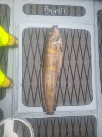 Some nice brosme is eating these days