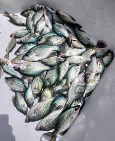 40 Nice Keeper crappie 