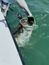 Tarpon season is here in boca grande! 