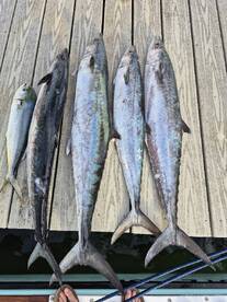 Destin Report Photo 1