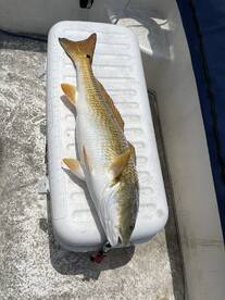 April Freshwater Redfish!!