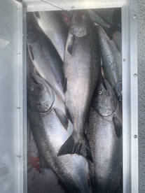 Great Salmon Fishing