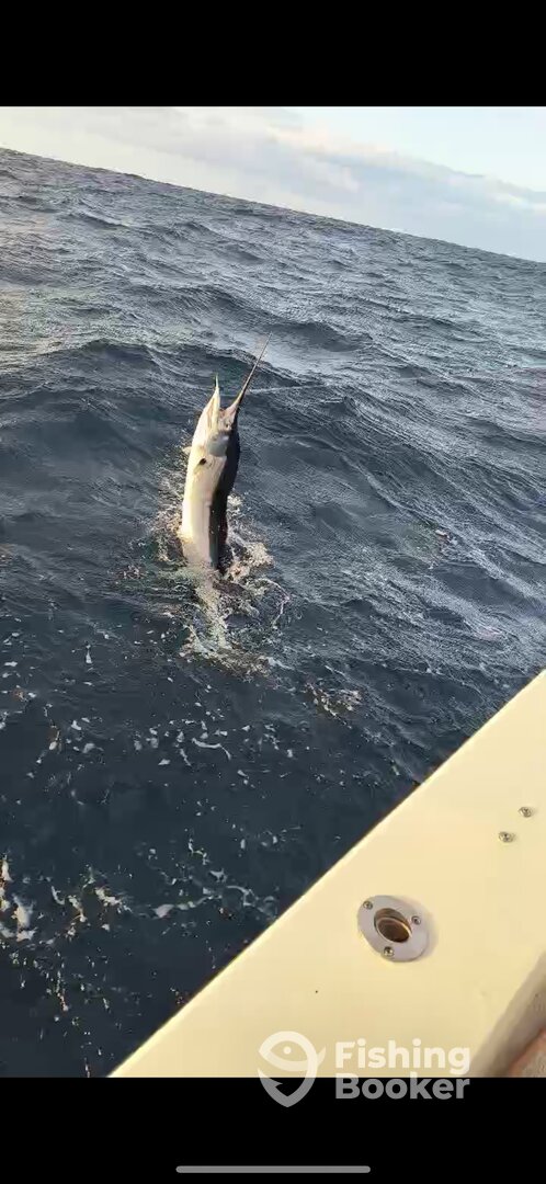 Dania Beach Report Photo 0