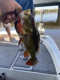 Weston Report Photo 1