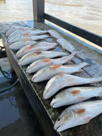 Hot hot redfish bit!!