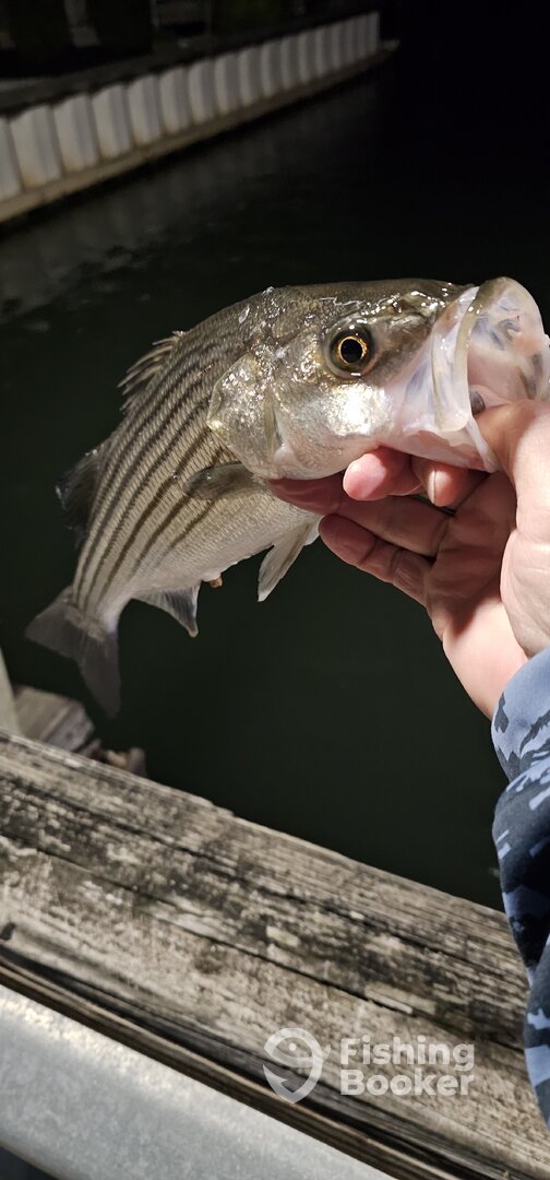 Stone Harbor Report Photo 0