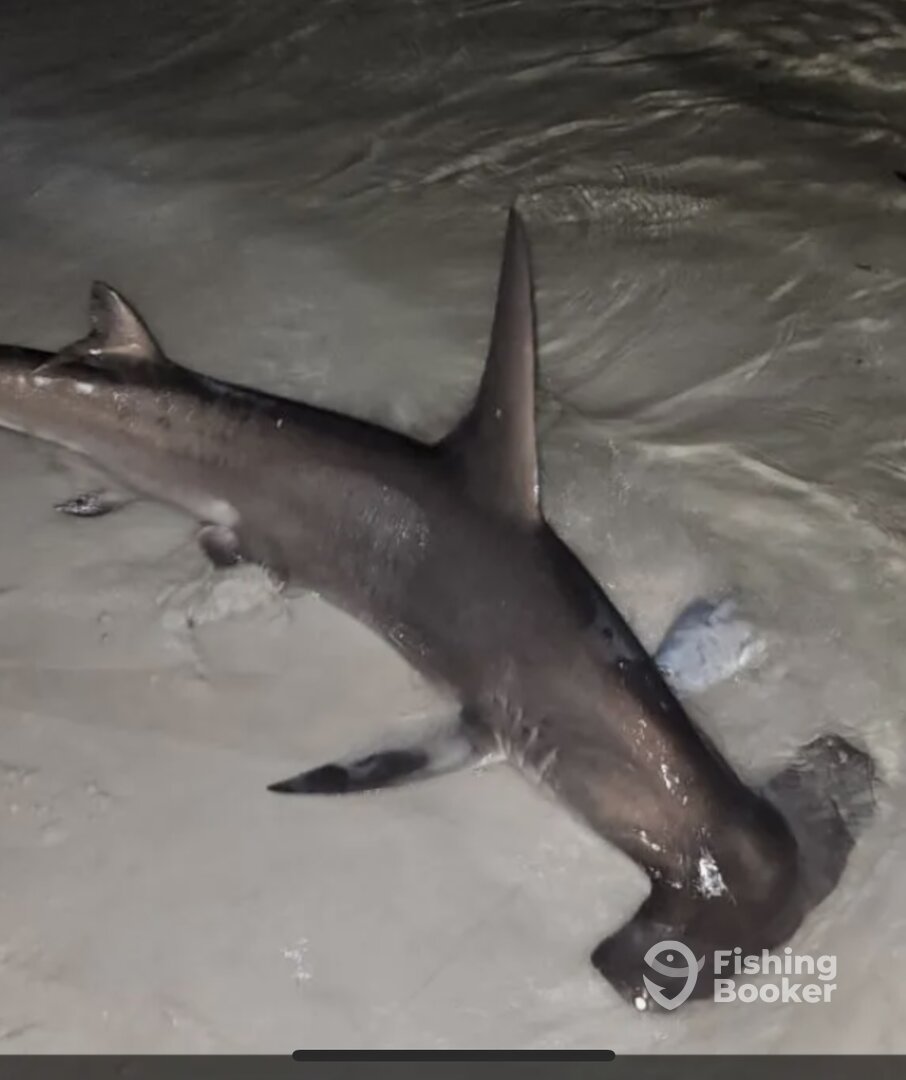 Destin Report Photo 0